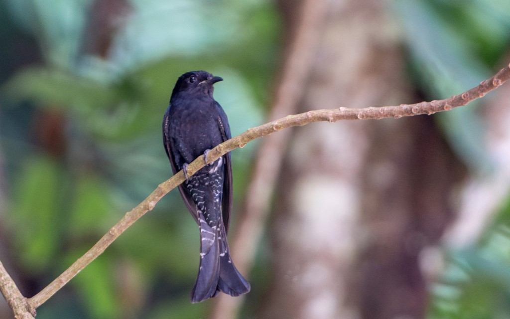 Perching Birds